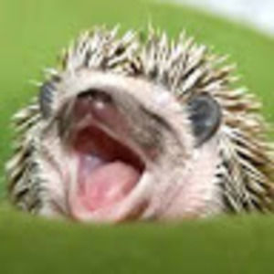 Meet your Posher, Augusta